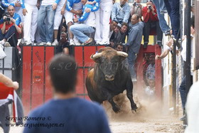 Bous El Puig 9 Mayo 2009