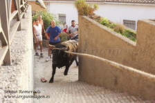 Toro en cuerda en Godelleta (29 Agosto 2009)