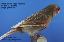 VIII Campeonato Ornitológico Color y Postura Ciudad de Paiporta 2009