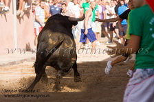 Bous Massalfassar -Comissi Taurina-(10 Julio 2010)