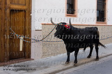 Torico de la Cuerda de Chiva (18 Agosto 2010)
