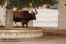 Bous Meliana -Bou 80- (22 Agosto 2010)