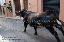 Bou en Corda Godelleta (29 Agosto 2010)