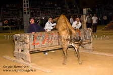 Concurso Primavera Taurina Meliana (02 Abril 2011)