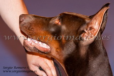 84 Exposicion Internacional Canina Madrid (27 Mayo 2012)
