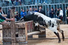 I Feria Concurso Ganaderias Vila de Foios (29 Marzo 2013) I Feria Concurso Ganaderias Vila de Foios (29 Marzo 2013)
