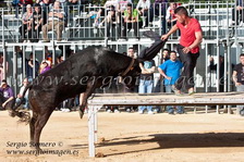 I Feria Concurso Ganaderias Vila de Foios (20 Abril 2013) I Feria Concurso Ganaderias Vila de Foios (20 Abril 2013)