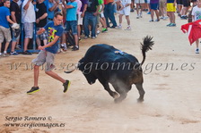 Bous Foios - Penya Taurina Pensat i Fet - (06 Julio 2013) Bous Foios - Penya Taurina Pensat i Fet - (06 Julio 2013)