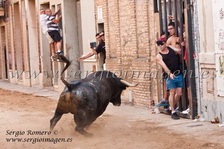 Bous Meliana - Comissió Taurina Dona't Aire - (03 Agosto 2013) Bous Meliana - Comissió Taurina Dona't Aire - (03 Agosto 2013)
