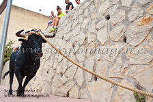 Torico de la Cuerda Godelleta (23 Agosto 2013) Torico de la Cuerda Godelleta (23 Agosto 2013)