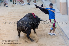 Bous Albalat dels Sorells - Comissió Centre 98 - (20 Septiembre 2013) Bous Albalat dels Sorells - Comissió Centre 98 - (20 Septiembre 2013)