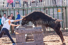 IV Concurso Ganaderías Moncada - Penya Taurina San Miguel - (23 Febrero 2014) IV Concurso Ganaderías Moncada - Penya Taurina San Miguel - (23 Febrero 2014)