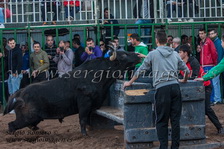 IV Concurso Ganaderías Moncada - Penya Taurina San Miguel - (08 Marzo 2014) IV Concurso Ganaderías Moncada - Penya Taurina San Miguel - (08 Marzo 2014)