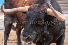 Bous Meliana - Comissió Taurina Dona't Aire - (02 Agosto 2014) Bous Meliana - Comissió Taurina Dona't Aire - (02 Agosto 2014)