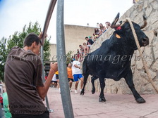 Bou en Corda Godelleta - Clavarios San Roque - (23 Agosto 2014) Bou en Corda Godelleta - Clavarios San Roque - (23 Agosto 2014)
